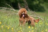 CANICHE NAIN 094